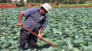 Some executives are still relying on government subsidies to bail them out, says Granma.