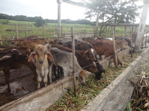 The benefits of artificial insemination could also reach this farm in Guáimaro. (Photo from the blog gelenporcuba)